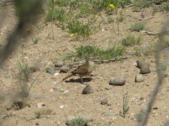 Upucerthia dumetaria