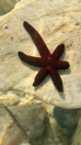 Echinaster luzonicus observed 2026-10-25