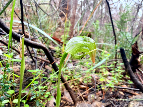 Pterostylis nutans observed 2026-10-25
