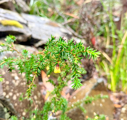 Pultenaea juniperina observed 2026-10-25