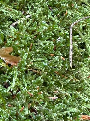 Hypnum cupressiforme observed 2026-10-24