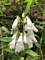 Penstemon pallidus