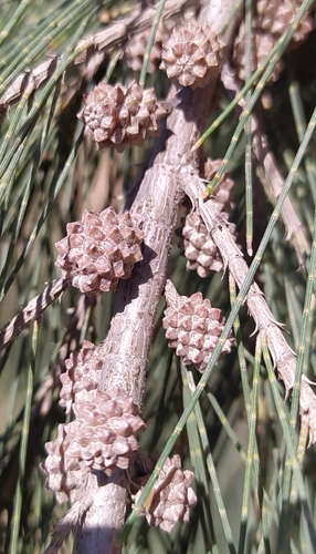 Casuarina cunninghamiana observed 2026-10-25