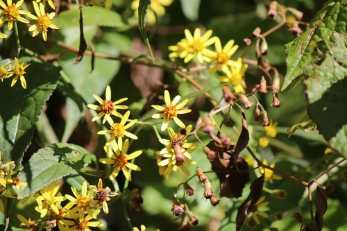 Senecio scandens observed 2026-10-21