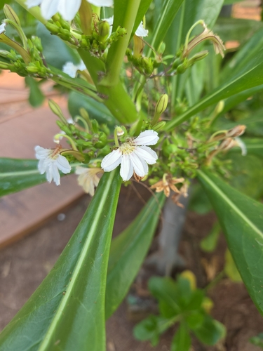 Scaevola taccada observed 2026-10-25