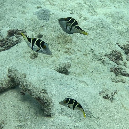 Canthigaster valentini observed 2026-10-25