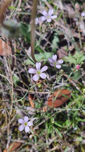 Petrorhagia saxifraga, 2026-10-25