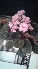 Streptocarpus ionanthus