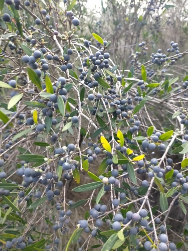 Phillyrea angustifolia, 2026-10-25