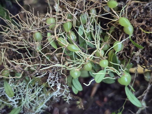 Bulbophyllum observed 2026-10-25