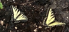 Papilio canadensis