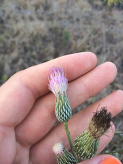 Cirsium nuttallii