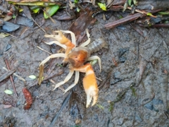 Engaeus hemicirratulus