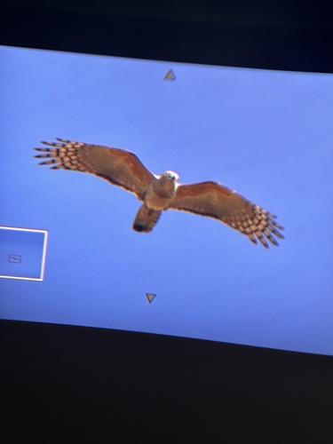 Aviceda subcristata observed 2026-10-25