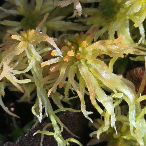 Sphagnum fallax observed 2026-10-17