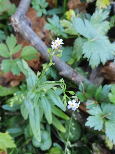 Myosotis scorpioides observed 2026-10-25
