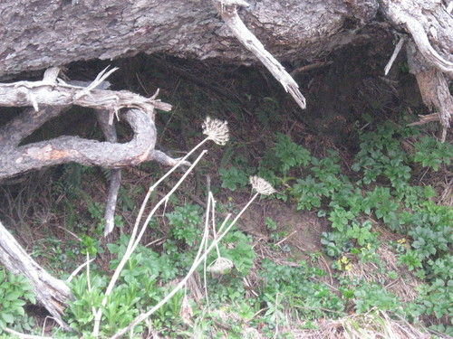 Coelopleurum lucidum