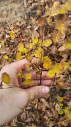 Lespedeza bicolor observed 2026-10-24