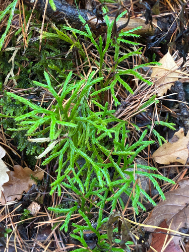 Diphasiastrum complanatum observed 2026-10-24
