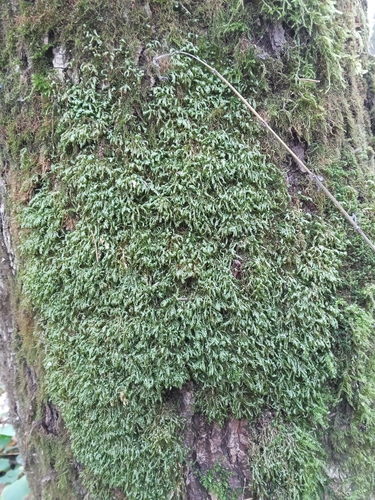 Homalia trichomanoides observed 2026-10-25