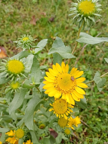 Grindelia squarrosa, 2026-10-25