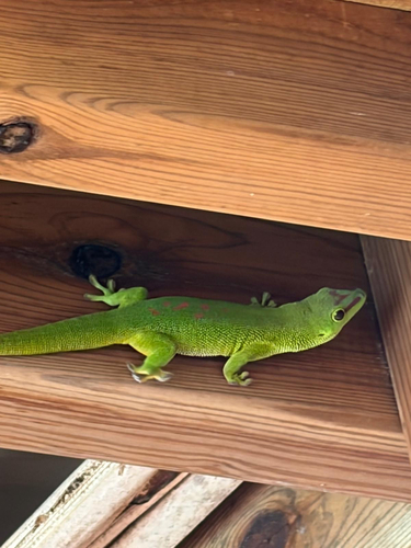 Phelsuma grandis observed 2026-10-25