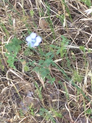 Linum pratense