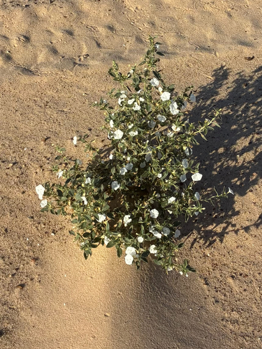 Convolvulaceae observed 2026-10-24