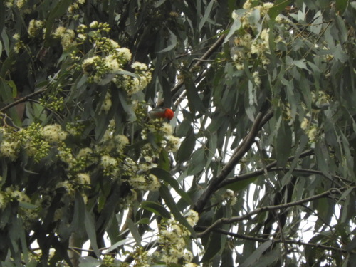 Myzomela sanguinolenta, 2026-10-23