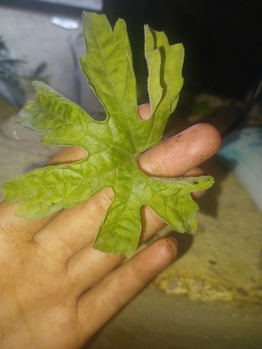 Momordica charantia observed 2026-10-25