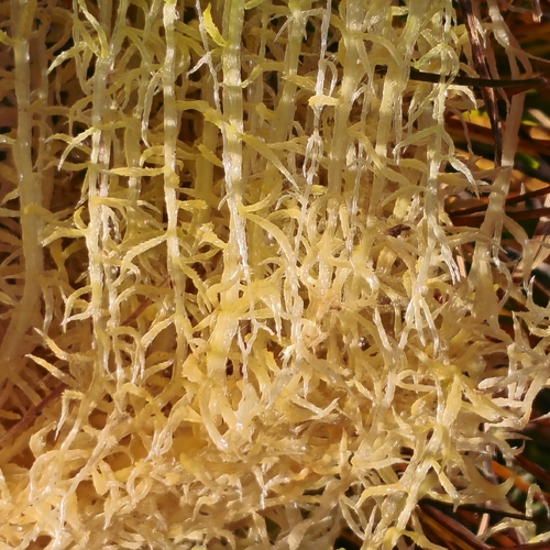 Sphagnum fimbriatum observed 2026-10-17