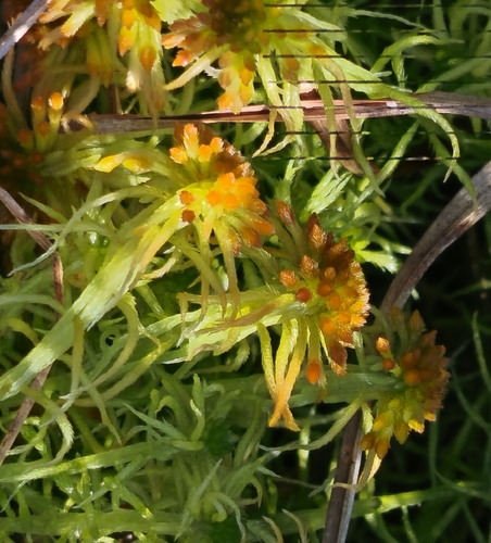 Sphagnum fallax observed 2026-10-17