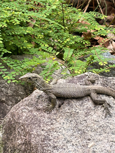 Varanus nebulosus observed 2026-10-24