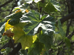 Cnidoscolus rostratus