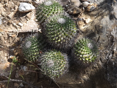 Mammillaria carnea