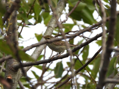 Phylloscopus borealis observed 2026-10-25