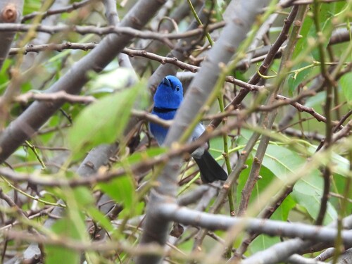 Hypothymis azurea observed 2026-10-25