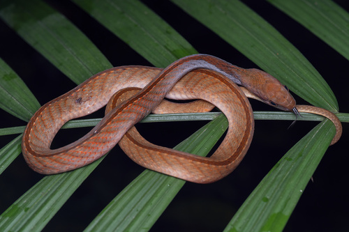 Rhabdophis rhodomelas, 2026-10-24