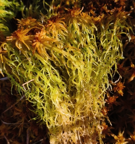 Sphagnum teres observed 2026-10-17