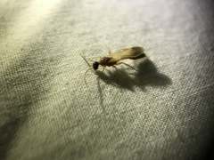 Chyphotes melaniceps