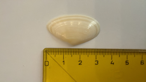 Tellina observed 2026-10-25