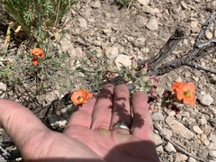 Sphaeralcea digitata