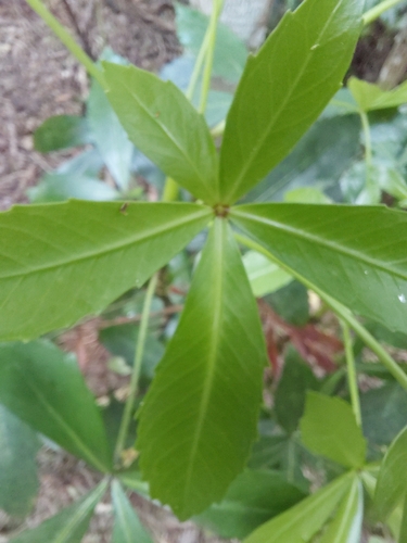 Pseudopanax lessonii observed 2026-10-25