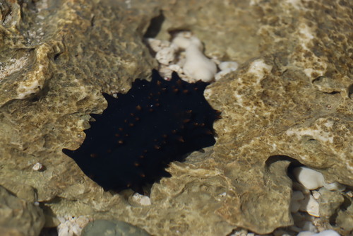 Stichopus observed 2026-10-25