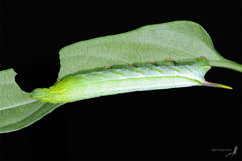 Maile Pilau Hornworm