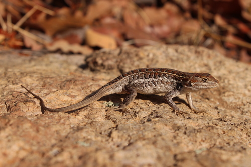 Brown’s Bunchgrass Lizard