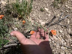 Sphaeralcea digitata