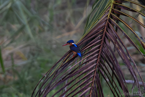 Alcedo meninting observed 2026-10-24
