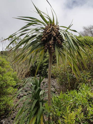 Dracaena rockii observed 2015-07-30