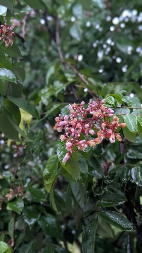 Averrhoa carambola observed 2026-10-25
